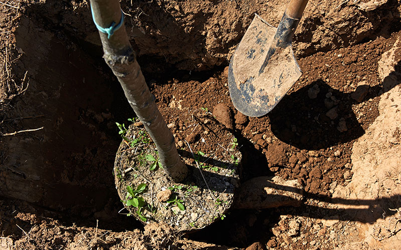 a tree being planted in the ground