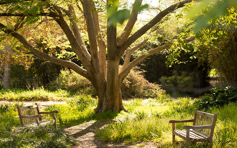 a pair of benches under a tree at an arboretum