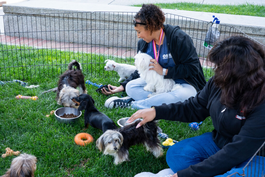 a woman in a space surrounded by puppies 